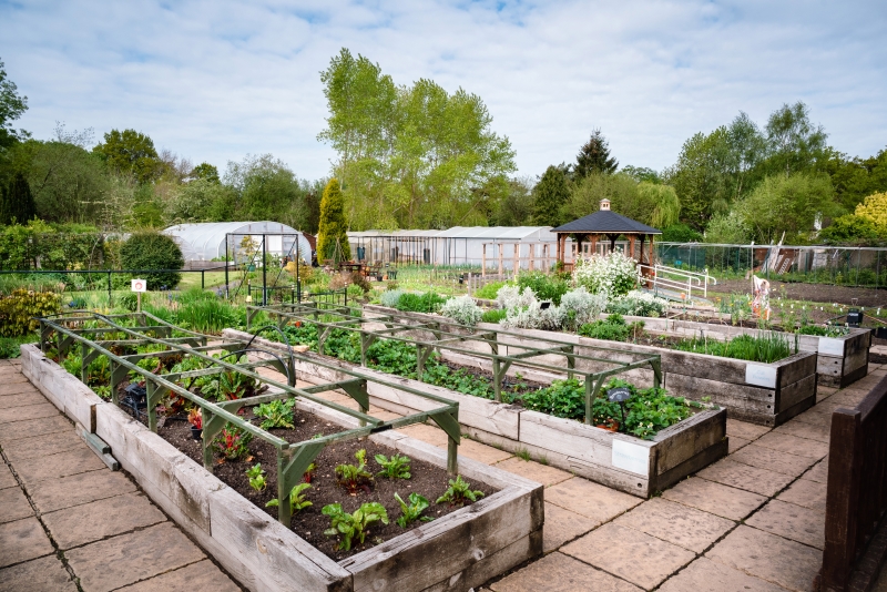 The Therapy Garden